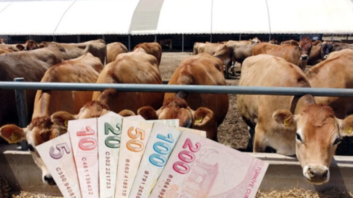 Devletten Hayvancılara İki Ödeme Birden! Verilecek Destek Parası 15 Bin TL'ye Çıktı - Ekonomi Haberleri